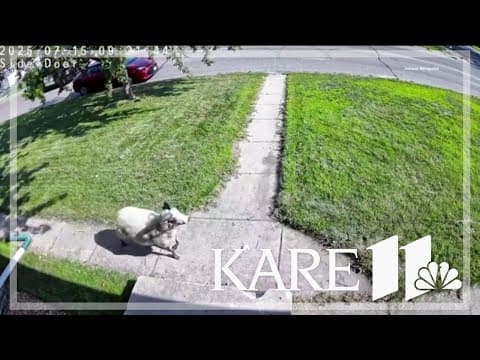 Richfield Police chase sheep through neighborhood