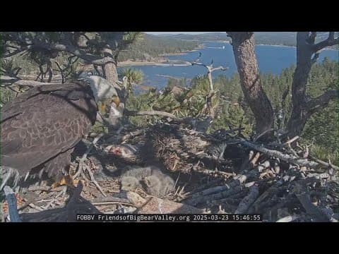 Name the baby eagles