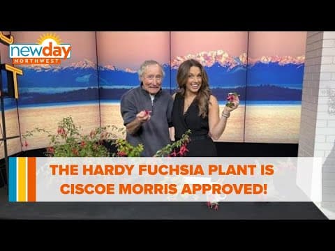 The Hardy Fuchsia plant is Ciscoe Morris approved for any garden! - New Day NW