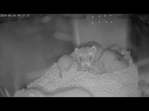 Night Cap: Fun with ferrets