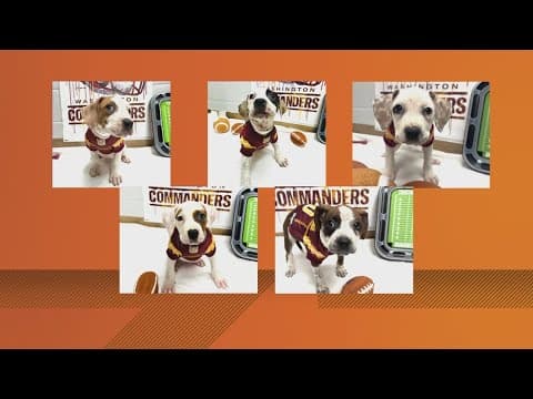 Meet the Commanders' Furry Friends: Dogs up for adoption at NE DC Event!