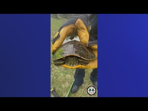 Liberty Township firefighters help rescue turtles stuck in storm drain