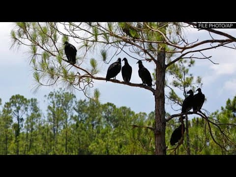 This is what Brenham is going to do to try to get rid of vultures