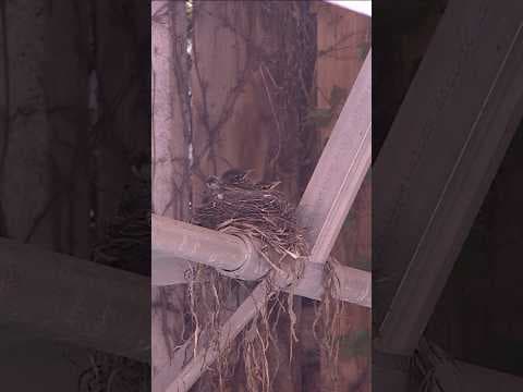 The KARE 11 chicks have hatched!