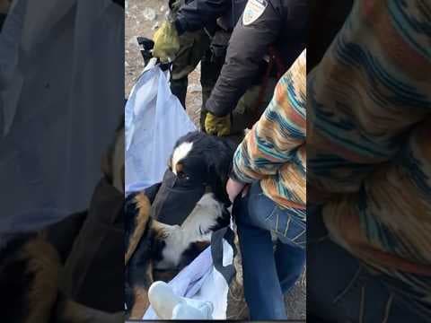 Missing dog rescued after 2 months lost in the Colorado mountains