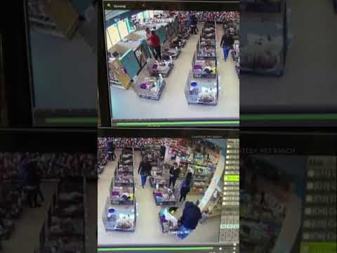 Yorkshire terrier puppies stolen from pet store: Caught on surveillance video