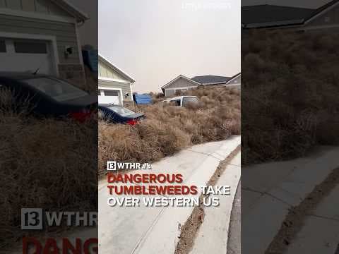 Dangerous tumbleweeds take over roads and houses in Western US