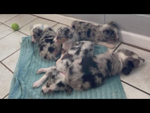 Animal advocates hoping to give rescued White Pine puppies a 'sublime' experience