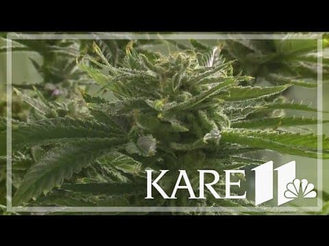 More Minnesota cities consider cannabis moratoriums