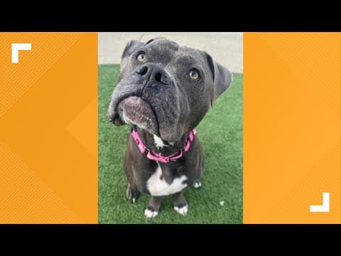Pets of the Week: 9-20-2025