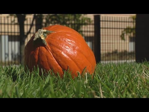 Victory Field turns into 'Rowdie's Pumpkin Patch'