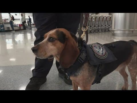 Freddie the Beagle is back on the job