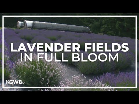 Here's 27 places to eat, drink and smell lavender in Oregon wine country