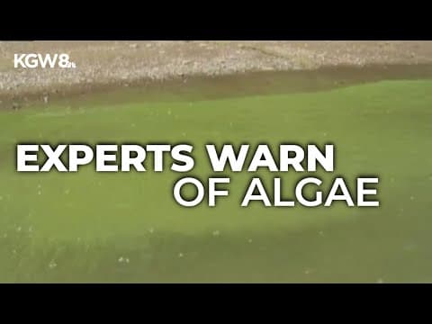 Deadly algae can kill pets in minutes, experts warn