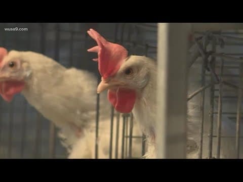 Breaking News: CDC finds mutations in first severe US bird flu case