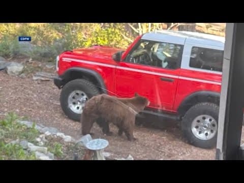 Woman injured after bear breaks into camper in Lake Tahoe