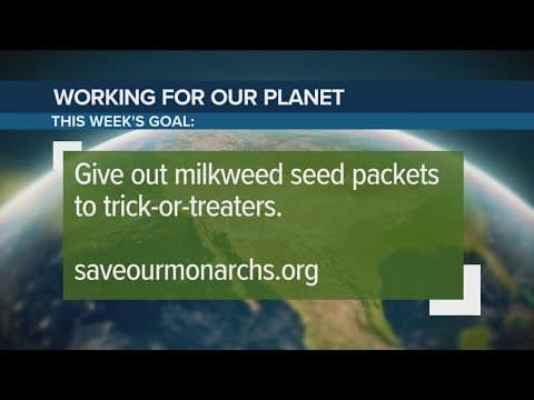 Saving monarch butterflies for Halloween | Working for Our Planet