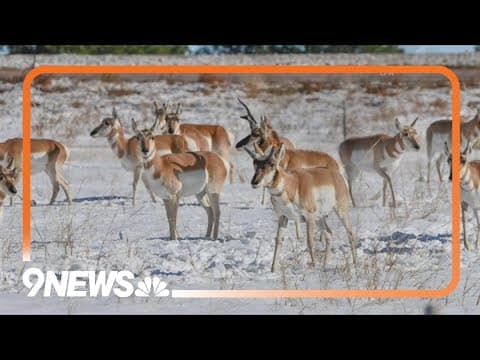 More wildlife crashes expected on Colorado roads