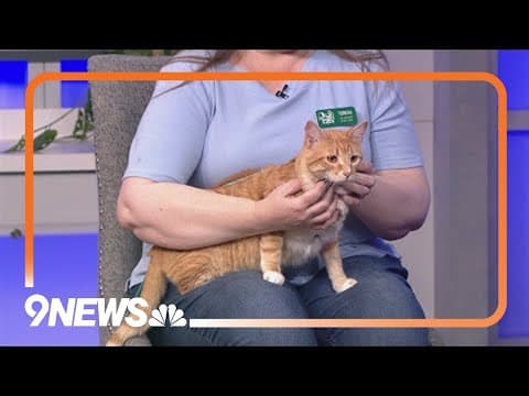 Meet Calvin, a 1-year-old orange tabby