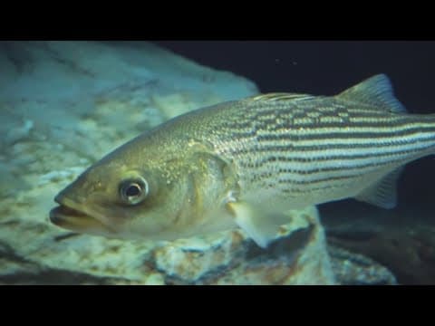 Chesapeake Bay advocates disappointed by December inaction on striped bass regulations
