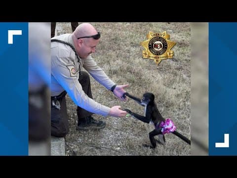 Missouri deputies rescue monkey in pink tutu
