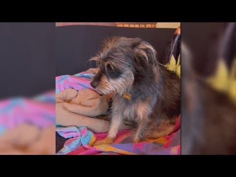 One dog dead, another sick after ingesting meth at Ocean Beach