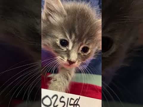 80 cats rescued from 30-foot camping trailer in Graham