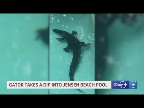 7-foot alligator takes a dip in Florida pool
