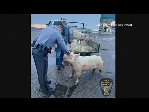 Ohio cops chase down pig on the loose