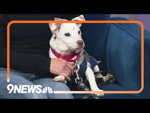 Archie is a sweet Jack Russell mix pup looking for a forever home