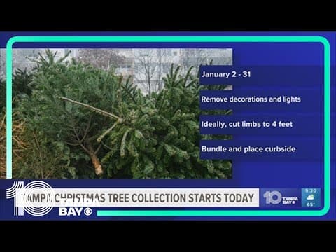 Tampa starts Christmas tree collection Jan. 2