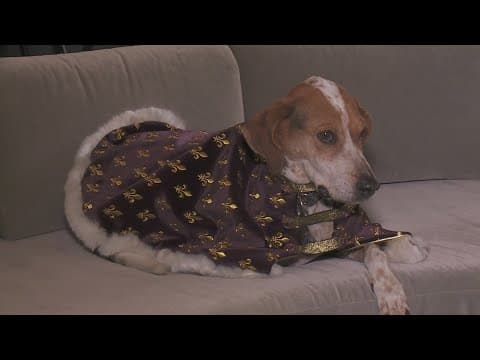 Queen Barkus 2025 to lead the 32nd annual parade this Sunday