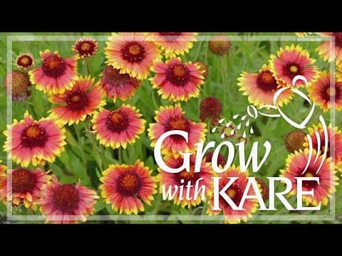 Grow with KARE: Deadheading perennials for a second bloom!
