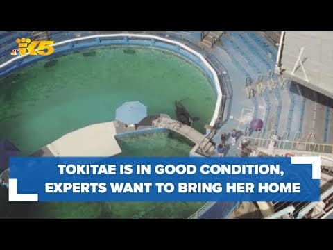 Tokitae is in good condition, motivating experts to bring her home