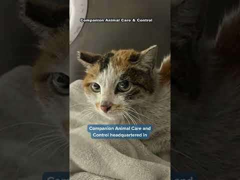 Cat recovering after harrowing journey from China to U.S. #cat #news #minnesota #china