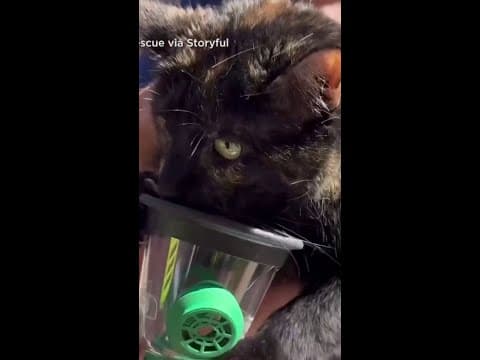 Colorado firefighters give oxygen to cats rescued from house fire