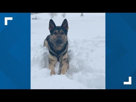 WATCH LIVE: Chisago Co. Sheriff's Office on loss of K9