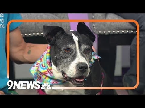 Petline9: Indi loves people and needs a forever home