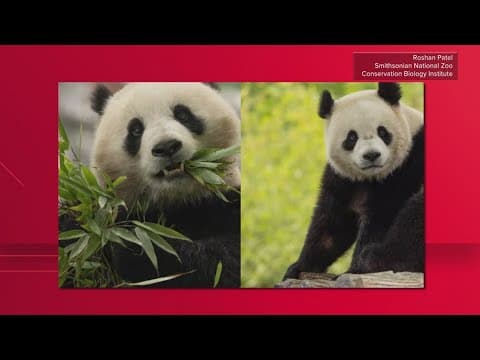 Giant pandas return to National Zoo this week