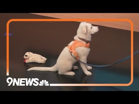 Colorado weather 'furcast' for Sunday