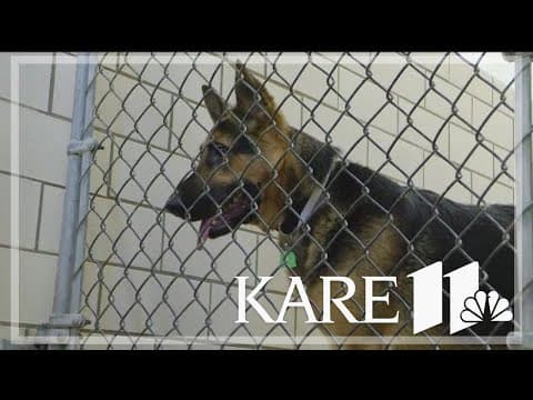 Canine flu confirmed outside of MN shelters