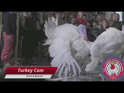 Today: Joe Biden will pardon two turkeys