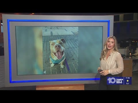 Give Rooster from Tampa a fur-ever home!