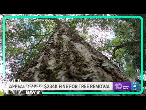 Appeal denied: Tampa Tree Company must pay $234K for illegally chopping 28 trees