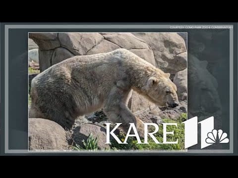 Como Zoo addresses viral video of aging polar bear