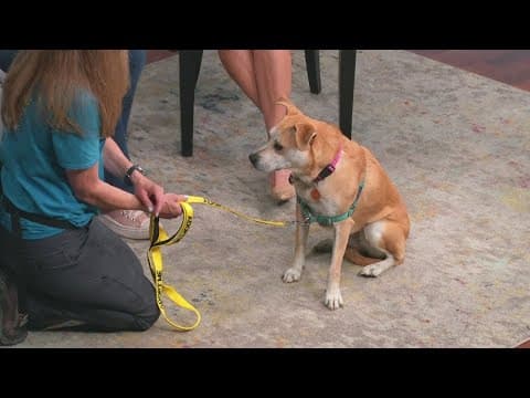 Judith is a loveable pup who loves to cuddle
