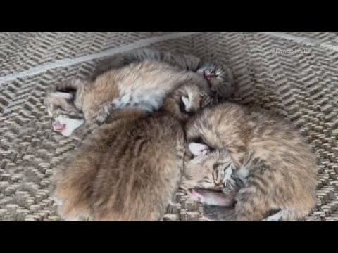Colorado resident finds baby bobcats on porch