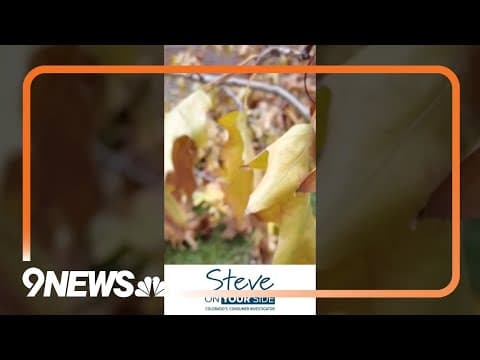 My neighbor's tree branch fell in my yard - What do I do?
