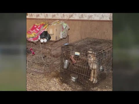 Loudoun Co. officers find 5 dead dogs & 19 others in 'deplorable conditions' inside Middleburg home