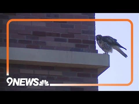 Falcon spotted on CU Boulder campus